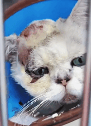 N2711025 Thank God protection#animallover part2