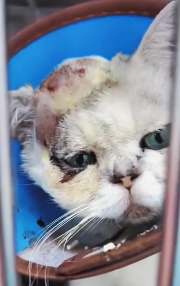 N2711025 Thank God protection#animallover part2