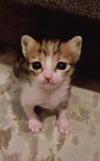 N2711026 eyes have something called sadness part2