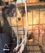 N2711027 Rescue sick dog then #rescue #animals part2