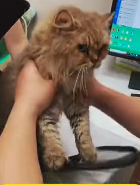 N2711028 Please do not abandon animals when they are in trouble #animallover…_part2