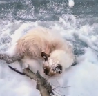 N2711031 cat trapped under ice snow was fortunately saved#animals part2