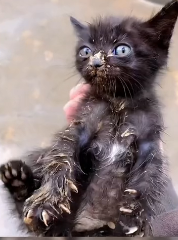 N2711033 poor kitten was left in bushes#animals #rescueanimals #animal…_part2