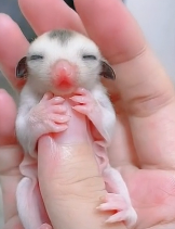 N2711034 rescue of baby sugar glider animal lover achievements…_part2