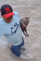 N2311018 After cat was heard meowing middle of overflowing Vizc…_part2