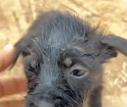 N2711036 story of recuse my dog become friend part2