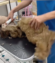 N2711037 Recuse poor abandoned puppy long dirty hair will you save…_part2