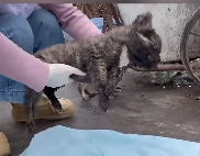 N2711039 Will you recuse those poor puppy if you see #animal #help #save_part2