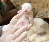 N2711040 #animal #help #save #love #animallo part2