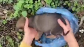 N2711041 Poor baby puppy was abandoned in highway #animal #help #save #lov…_part2