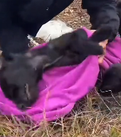 N2711042 man recuse dog family give them home #animal #help part2