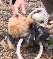 N2711043 Poor puppy was bundel in tree no one help him he is waiting to di…_part2