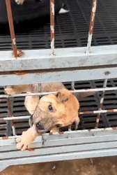 N2311017 rescue trapped dog #pet #xuhuong #fyp #trending #dog #dogsoftiktok #p…_part2