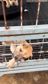 N2311017 rescue trapped dog #pet #xuhuong #fyp #trending #dog #dogsoftiktok #p…_part2