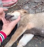 N2711044 If you see dog will you save it #animal #help #save #love #fyp_part2