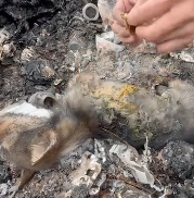 N2711046 #animal #help #love #cool #fyp #animallove_part2