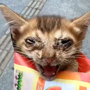 N2711049 Helping kitten congenital disabilities had been abandoned part2