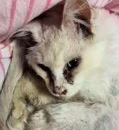 N2711050 Maine Coon cat had been abandoned was finally rescued after_part2