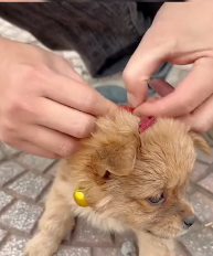 N2311019 He Found Chained Puppy Then Happened! #animalrescue #rescuedo…_part2