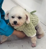 N2811005 Rescue stray dogs #rescue #cute #helpanimals #love #rescueanimals part2