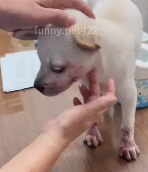 N2811007 Rescue stray dogs #rescue #rescueanimals part2