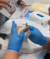 N2811008 Rescue stray cats #rescue #rescueanimals_part2