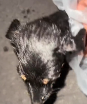 N2811009 Rescue stray dogs #rescue #cute #helpanimals part2