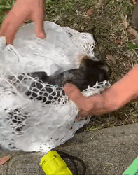 N2311022 Dramatic rescue of tiny kitten #miami #miamianimalrescue #rescuecat part2