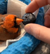 N2811021 kind woman rescued wounded cardinal then happened part2