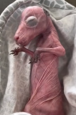 N2811022 kind couple rescued an orphaned kangaroo baby on road then part2