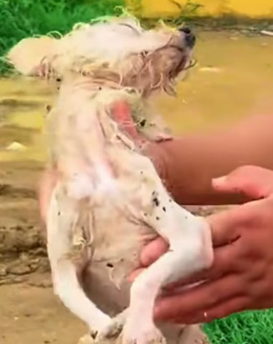 N2311050 saw dog trapped in wastewater pool.It looks so pitiful.part2