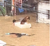 N2311021 No pets shall be left behind kudos sayo kuya!!! part2