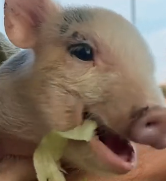 N2811023 kind family rescued newborn piglet fell truck part2