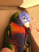 N2811024 kind lady rescued an injured rainbow lorikeet then part2
