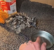 N2811026 man discovered strange egg hatched then happened part2