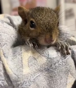 N2811028 kind woman rescued squirrel broken leg, then happ part2