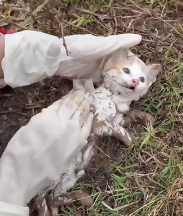 N2311020 Help me kitty was stuck in mud lady rescued it #a…_part2