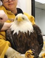 N2811029 Rescue trapped eagle then #animals #animalsoftiktok #animallover_part2