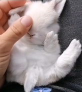 N2811030 kind couple rescued bunny was abandoned in ditch then part2