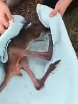 N2811031 kind lady rescued baby kangaroo had lost its mother then part2