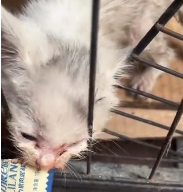 N2811034 Rescue blue eyed kitten #rescue #cute part2