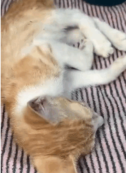 N2811037 Abandoned kitten in coma is lucky to be saved #rescueanimals part2