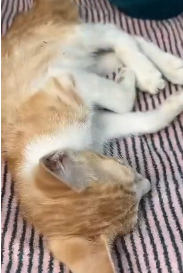 N2811037 Abandoned kitten in coma is lucky to be saved #rescueanimals part2