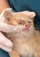 N2811039 dramatic rescue of kitten lost its mother trapped in a part2