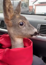 N2811040 kind man rescued an injured fawn, then happened…#rescue_part2
