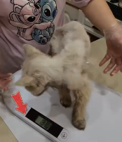 N2311025 stray cat was rummaging through trash can food.It was dirty…_part2