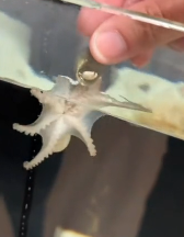 N2811041 kind couple adopted baby octopus was living in seashell part2