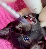 N2811042 Kitten fell into water drowned luckily was saved #animal part2