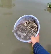 N2811043 kind man rescued small fish were about to die in mud pit, an part2