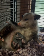 N2811044 Man gets amazing gift after rescuing mother Opossum #animals #animals part2